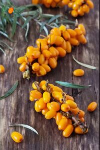 Duindoorn bessen Hippophae rhamnoides oranje
